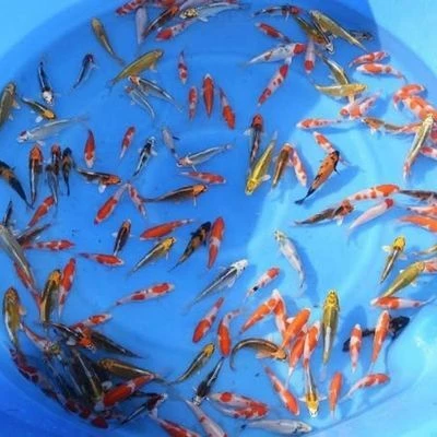 Buy 10-12cm (4-5 inch) Mixed Koi - Box of 60 10-12cm (4-5 inch) Mixed Koi - Box of 60