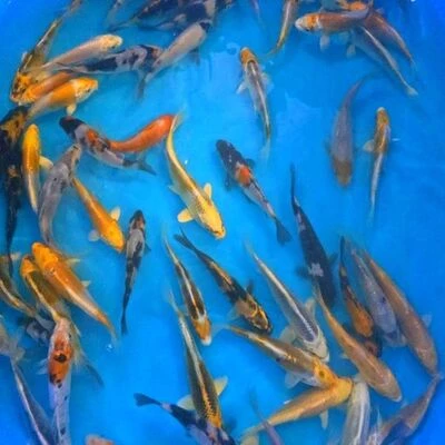 Buy 12-15cm (5-6 inch) Mixed Koi - Box of 45 12-15cm (5-6 inch) Mixed Koi - Box of 45