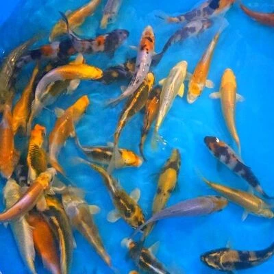 Buy 15-18cm (6-7 inch) Mixed Koi - Box of 30 15-18cm (6-7 inch) Mixed Koi - Box of 30