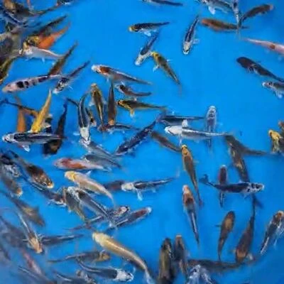 Buy 7-10cm (3-4 inch) Mixed Koi - Box of 75 7-10cm (3-4 inch) Mixed Koi - Box of 75