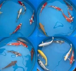 Buy 30-35cm (12-14 inch) Koi Mix - Box of 7 30-35cm (12-14 inch) Koi Mix - Box of 7
